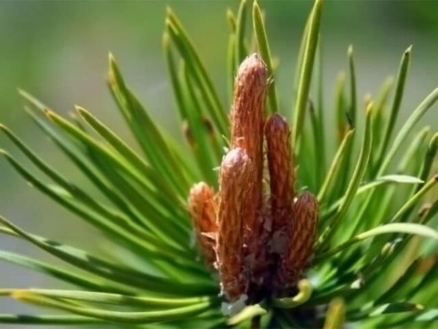 pine shoots to treat neck pain