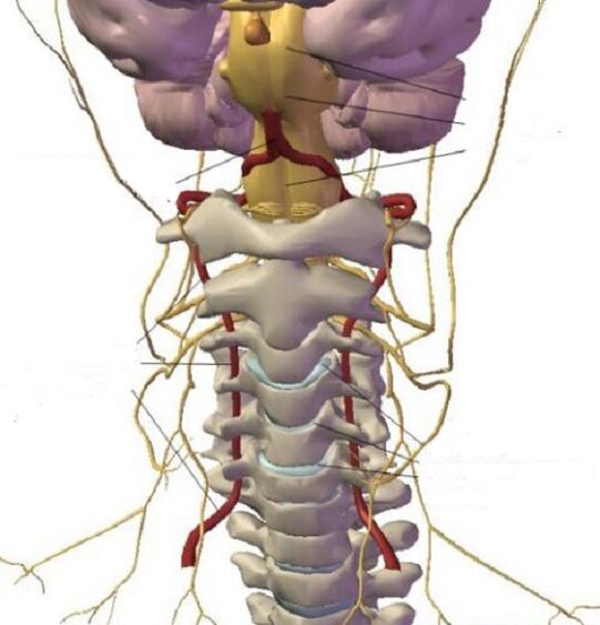 The structure of the cervical region